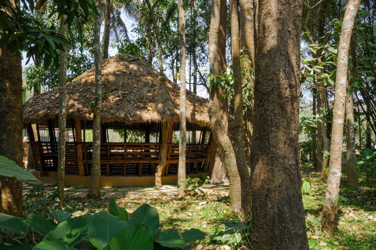 A First-Timer's Guide to Wayanad: Beyond the Resort